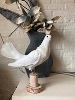 Nouveau Pigeon Fantail farci / Taxidermie Pigeon de la Paix, Collections, Collections Animaux, Animal empaillé, Enlèvement ou Envoi