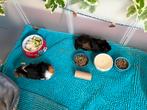 Twee cavias met kooi en toebehoren en eten te koop, Octobre, Mâle, Domestique, Cobaye