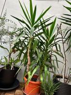 Yucca voor op terras, veranda in de tuin, Huis en Inrichting, Kamerplanten, Ophalen, Yucca, In pot, 150 tot 200 cm
