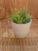 Hoya Retusa, Maison & Meubles, Plantes d'intérieur, Autres espèces, Enlèvement ou Envoi, Plante à fleurs, Moins de 100 cm