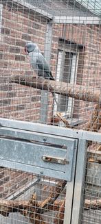 Halsbandparkiet Man 2023, Dieren en Toebehoren, Vogels | Parkieten en Papegaaien