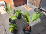 Bananplantje en palmbomen, Tuin en Terras, Ophalen