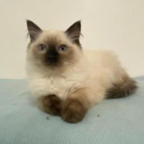 Ragdoll kittens te koop, Dieren en Toebehoren, Katten en Kittens | Raskatten | Langhaar, Meerdere dieren, 0 tot 2 jaar, Gechipt