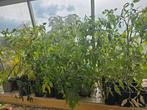 40 Plants de tomates bio, Enlèvement ou Envoi