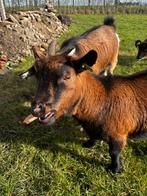 Dwerggeiten, Dieren en Toebehoren, Schapen, Geiten en Varkens, Geit
