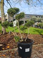 Ilex Green Crenata Bonsai, Ophalen