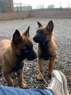 Puppy mechelse herder, Dieren en Toebehoren, Honden | Herdershonden en Veedrijvers, België, 8 tot 15 weken, Meerdere, Meerdere dieren