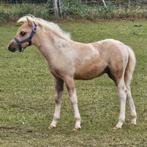 Palomino bont minipaardje van 2025., Dieren en Toebehoren, Hengst, Recreatiepaard, Gechipt, 0 tot 2 jaar