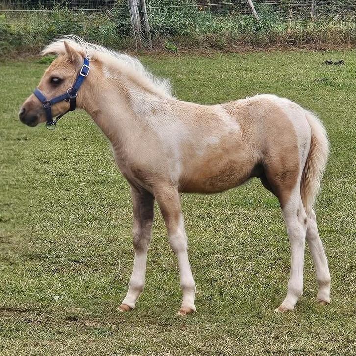 Palomino bont minipaardje van 2025., Dieren en Toebehoren, Paarden, Hengst, 0 tot 2 jaar, Recreatiepaard, Met stamboom, Gechipt