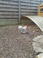 Grijs cochin haantje, Dieren en Toebehoren