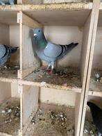 Top duivin, Dieren en Toebehoren, Vogels | Duiven, Vrouwelijk, Postduif