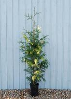 CONIFÈRES THUJA ATROVIRENS 90/100 cm, en pot, 4,25€/pièce, Enlèvement ou Envoi, Conifère, Haie, Moins de 100 cm