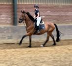 Knappe Ruin 15 jaar groot 172 5sterren plekje gezocht, Dieren en Toebehoren, Gechipt, Ruin, Niet van toepassing, 170 tot 175 cm