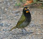 Tiaris Olivaceus      grote cubavink, Dieren en Toebehoren