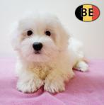 Maltezer puppy's te koop (Belgisch), Dieren en Toebehoren, Honden | Chihuahua's en Gezelschapshonden, België, Maltezer, Handelaar