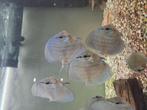 Discusvis, 7 cm, 25 stuks, leeftijd 3,5 maand, blauwe kleur, Dieren en Toebehoren