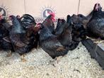Jonge tamme Barnevelder krielkippen gesekst en ingeënt, Dieren en Toebehoren, Pluimvee, Meerdere dieren, Kip