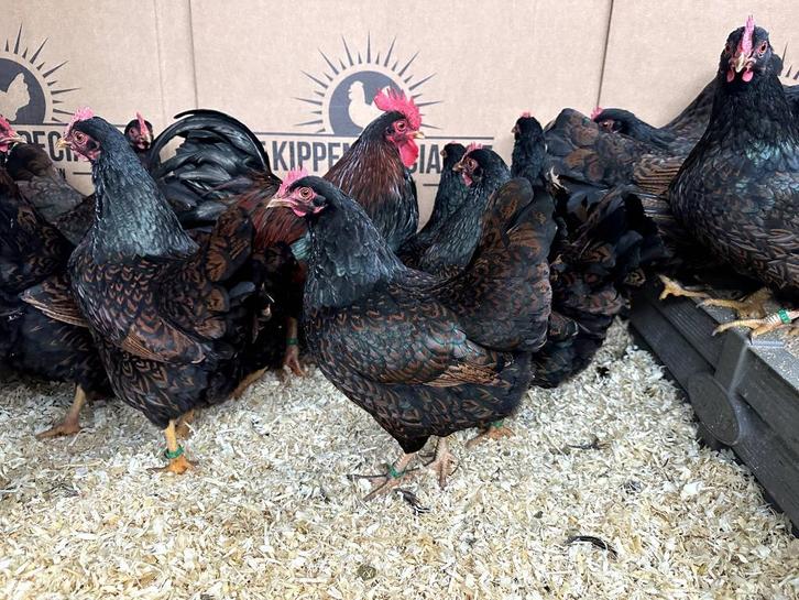 Jonge tamme Barnevelder krielkippen gesekst en ingeënt, Dieren en Toebehoren, Pluimvee, Kip, Meerdere dieren