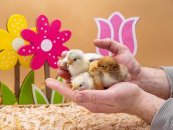 Wyandotte kriel kuikens, gesekst en ingeënt, Poule ou poulet