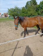 Super brave merrie, Dieren en Toebehoren, Paarden, Merrie, Zadelmak, Ontwormd, 160 tot 165 cm