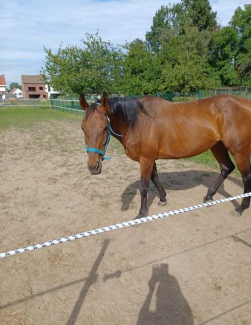 Super brave merrie, Dieren en Toebehoren, Paarden, Merrie, Zadelmak, 160 tot 165 cm, 11 jaar of ouder, Met stamboom, Ontwormd