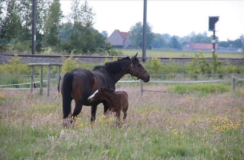 Fokmerrie/draagmerrie, Dieren en Toebehoren, Paarden en Pony's | Dekhengsten en Fokmerries, Merrie