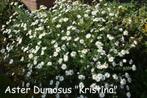 Aster Dumosus "Kristina", prachtige najaarsbloeier., Vaste plant, Herfst, Ophalen, Volle zon