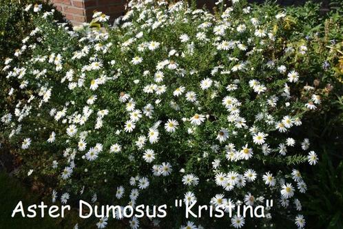 Aster Dumosus "Kristina", prachtige najaarsbloeier., Jardin & Terrasse, Plantes | Jardin, Plante fixe, Plein soleil, Automne, Enlèvement