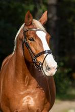 Merrie - 2011 Zirocco Blue VDL x Tresor d’Opaline, Animaux & Accessoires, Chevaux, 11 ans ou plus, Avec pedigree, Ne s'applique pas