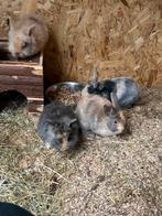 Konijntjes, Dieren en Toebehoren, Konijnen, Meerdere dieren, Dwerg, 0 tot 2 jaar