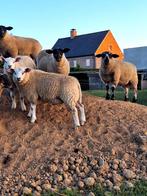 Mooie rammen kruising suffolk/swifter, Dieren en Toebehoren, Pluimvee, Mannelijk