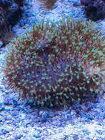 Allerhande koralen, Dieren en Toebehoren, Ophalen