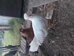Hanen Schijndelaar en Marans, Dieren en Toebehoren