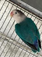 agapornis, Dieren en Toebehoren, Mannelijk, Dwergpapegaai of Agapornis, Geringd