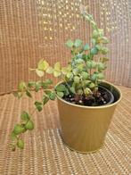 dischidia Ruscifolia (million hearts), Huis en Inrichting, Kamerplanten, Ophalen of Verzenden