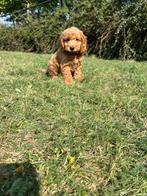 Bij ons Geboren Cockapoo pups te koop, Dieren en Toebehoren, België, CDV (hondenziekte), 8 tot 15 weken, Meerdere