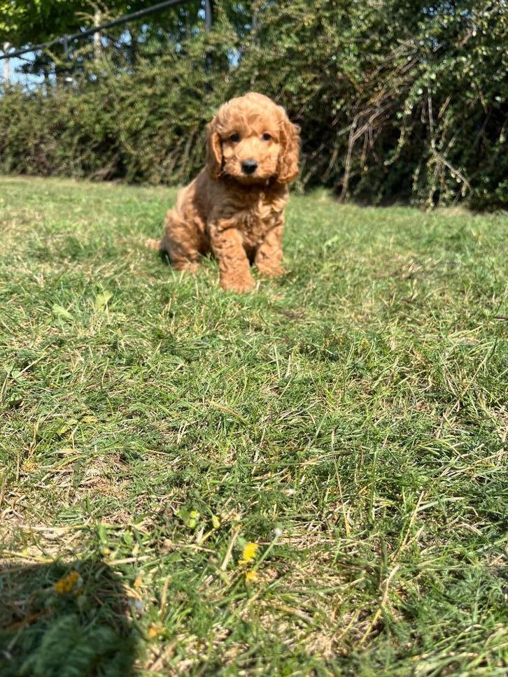 Bij ons Geboren Cockapoo pups te koop, Dieren en Toebehoren, Honden | Niet-rashonden, Middel, Meerdere dieren, Fokker | Professioneel