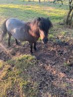 2 superlieve pony’s, Dieren en Toebehoren, Pony's