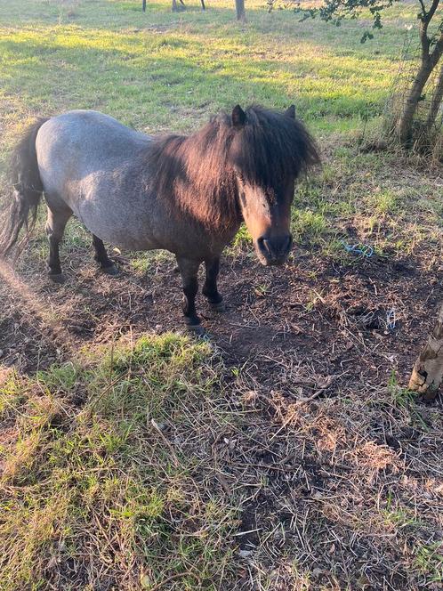 wegens niet nakomen afspraak terug beschikbaar, Dieren en Toebehoren, Pony's