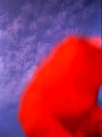 VERF ED     POPPY