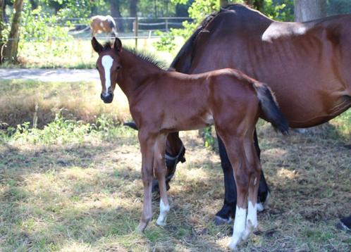 Hengstenveulen van Ultrastar JM uit prestatiestam, Dieren en Toebehoren, Paarden, Hengst, Onbeleerd, 0 tot 2 jaar, Springpaard