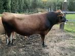 Jersey stier te koop, Dieren en Toebehoren, Mannelijk, 0 tot 2 jaar