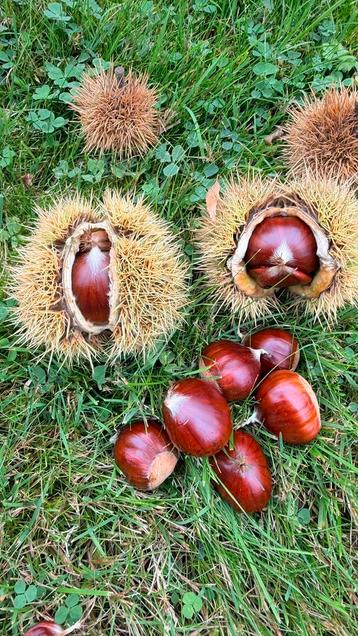 Châtaignes bio beschikbaar voor biedingen