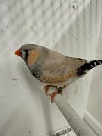 Split Charcoal bleekrug grijze zebravinken, exoten, Geringd