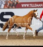 Knappe 4 jarige B-pony met veel uitstraling, Dieren en Toebehoren, B, Gechipt, Ruin, Springpony