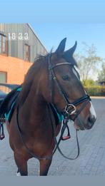 D- pony - volledige stal / verkoop  Beschrijving goed lezen, Dieren en Toebehoren, Paarden, Merrie, Zadelmak, Minder dan 160 cm