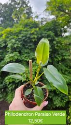 Philodendron Paraiso Verde, Huis en Inrichting, Kamerplanten, Overige soorten, Minder dan 100 cm, Groene kamerplant, Halfschaduw