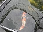 Koi, Dieren en Toebehoren, Vissen | Vijvervissen