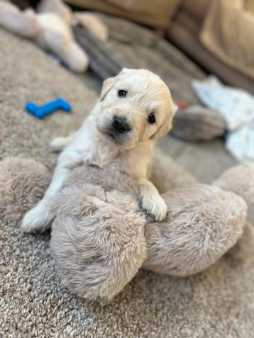 Mooie golden retriever pups (geteste ouders) beschikbaar voor biedingen