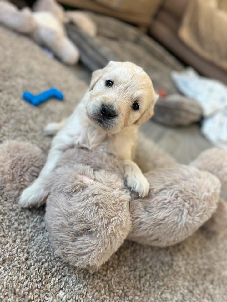 Mooie golden retriever pups (geteste ouders), Dieren en Toebehoren, Honden | Retrievers, Spaniëls en Waterhonden, Meerdere dieren
